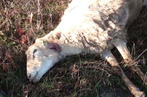 Qusarda canavarlar təsərrüfata hücum edərək 12 qoyunu parçaladı