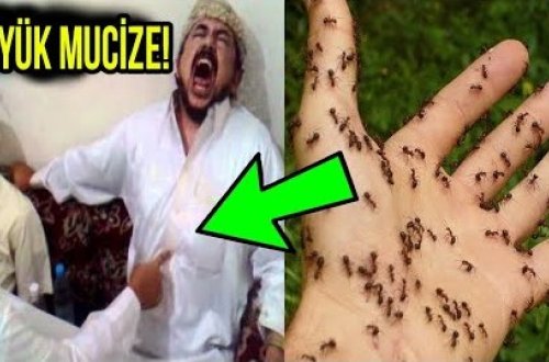 Evdə qarışqa olmağının səbəbini öyrəndikdə, şoka düşəcəksiniz-VİDEO