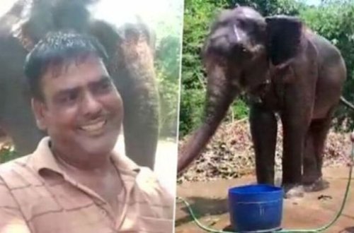 Kişi öz əmlakını filə vəsiyyət etdi: Ailə üzvləri etiraz edir