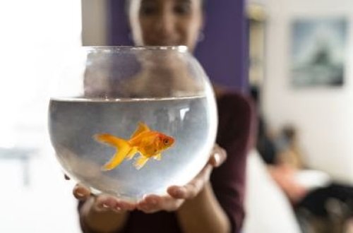 SON DƏQİQƏ: Sərt karantində balığı ilə küçəyə çıxdı: 