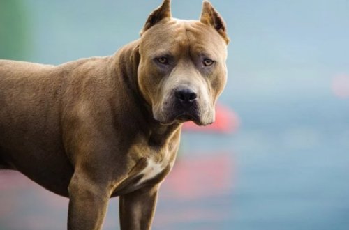 Женщину во время прогулки растерзала ее собственная собака