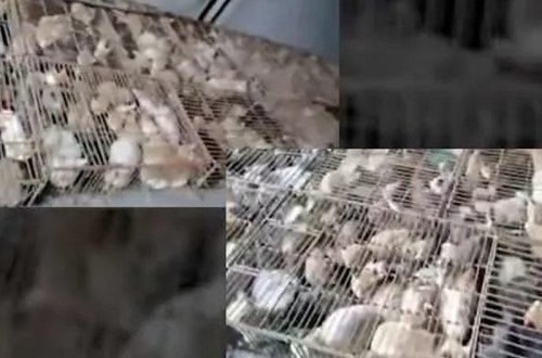 700 pişiyi restorana satarkən saxlanıldılar