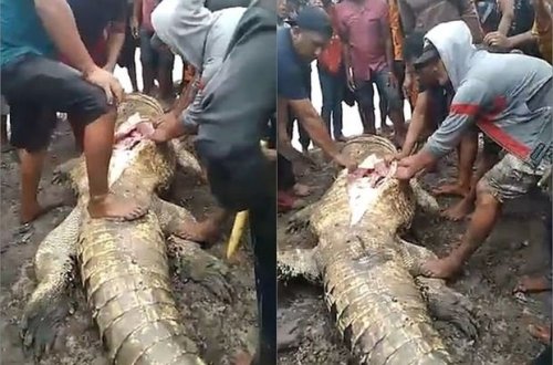 Timsahın qarnından bir gün əvvəl udduğu qadının qalıqları çıxarıldı - VİDEO