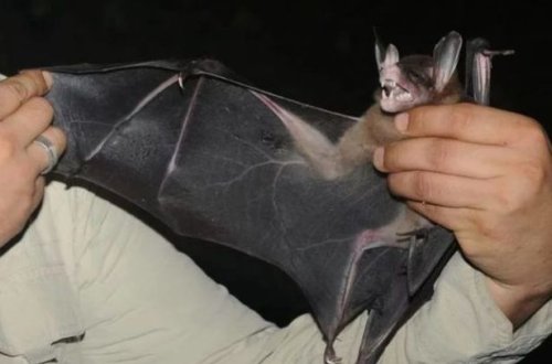 В Таиланде летучих мышей тестируют на коронавирус