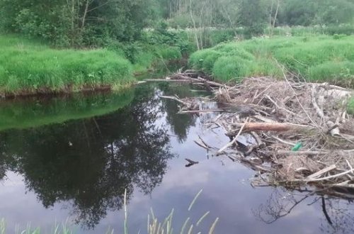 Rusiyada çaydan implant sinəsi olan başsız kişi meyiti tapıldı - FOTO