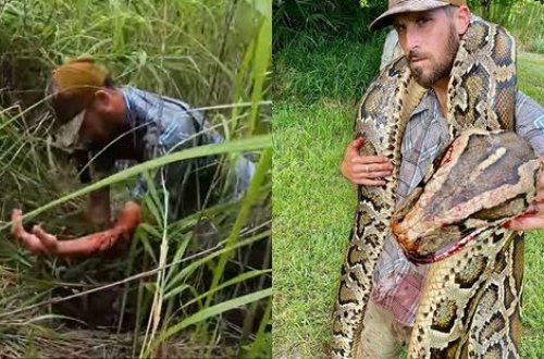 İlan ovçusu ilə pitonun qanlı qarşıdurması – ANBAAN VİDEO