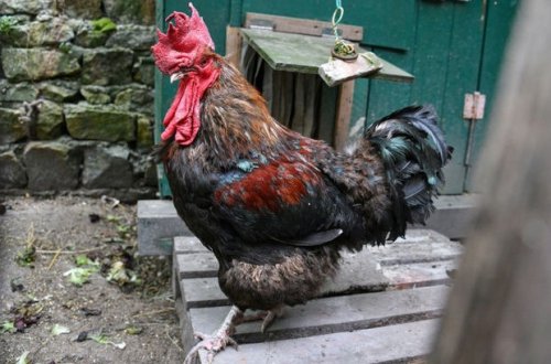 Məhkəmə qərarı ilə banlamasına icazə verilən xoruz 