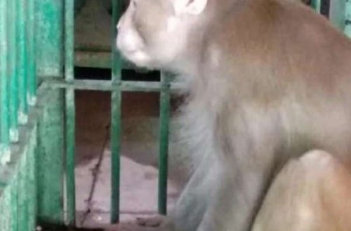 Sərxoş meymun bir nəfəri öldürüb, yüzlərlə insanı yaraladı - ÖMÜRLÜK HƏBS