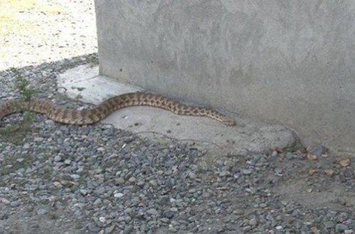 Главный токсиколог Азербайджана рассказал, что делать при укусе гюрзы