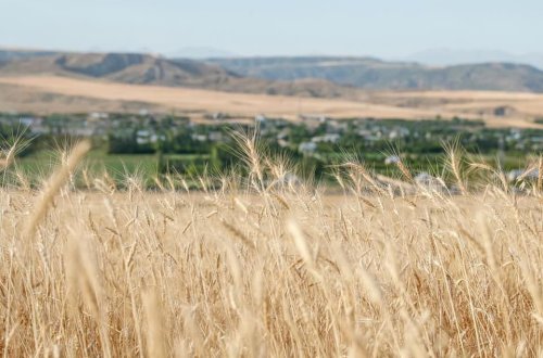 Taxıl zəmilərinin 35,9 faizində biçin başa çatıb