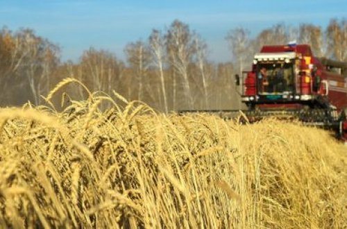 Taxıl zəmilərinin 35,9 faizində biçin başa çatıb