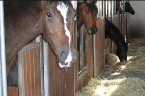 Azərbaycanda minlərlə diri atı ətlik kimi xaricə satıblar — SAYI + QİYMƏTİ