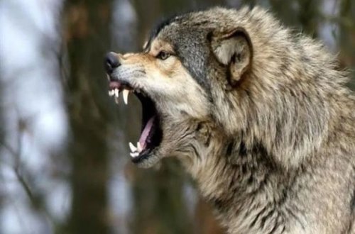 Canavar 23 yaşlı gəncə hücum etdi