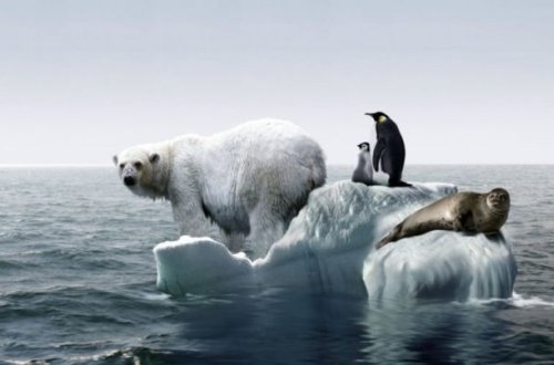 Арктика начала теплеть на 80 лет быстрее