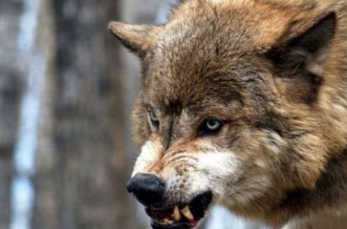 В Товузе волк покусал 23-летнего мужчину