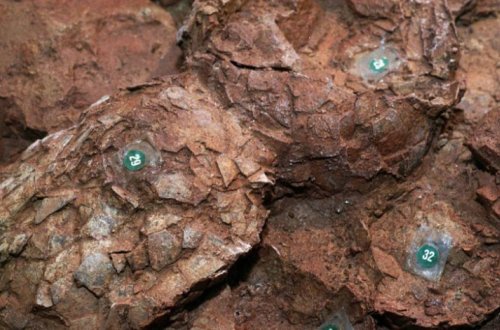 В Японии археологи нашли самое маленькое яйцо редкого динозавра