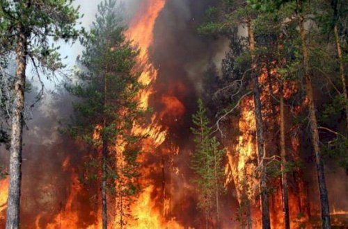 Alov Rusiyanı cənginə alıb – Ötən gün 1461 hektar meşə yanıb