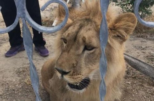Kəndin ortasında gəzişən şir sakinləri təşvişə saldı - FOTO