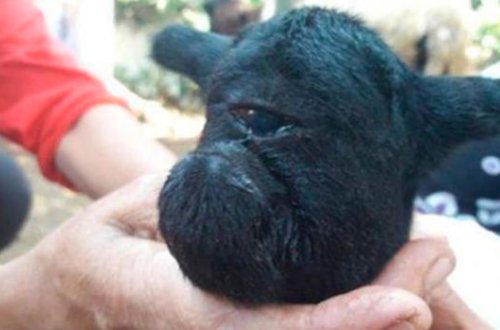 Yeni doğulan təpəgöz quzunu Dəccalla müqayisə etdilər