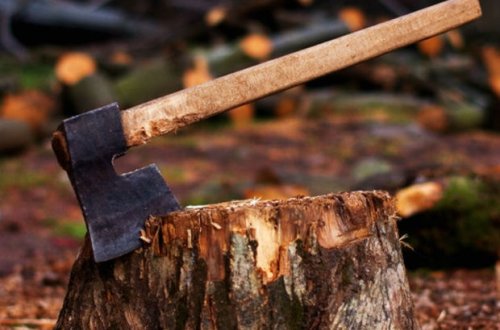 Nazirlik ağac kəsənlərlə bağlı polisə müraciət etdi