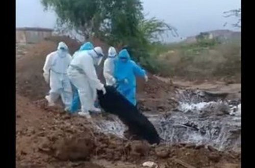 В Индии тела жертв коронавируса сбросили в яму – ВИДЕО