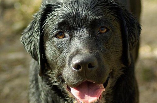 9 il uşaq həsrətində olan ailənin əkizlərini it parçaladı