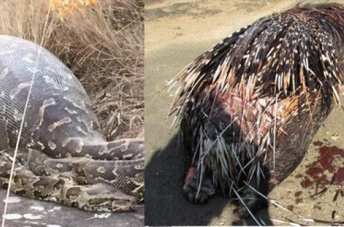 Oxlu kirpi ilanı içindən PARÇALADI - FOTO