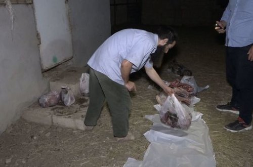 В Баку выявлен факт незаконного убоя лошадей - ФОТО/ВИДЕО