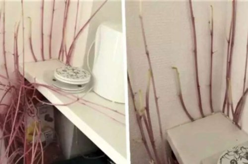 Karantinə görə aylar sonra evinə qayıdan qadın ŞOK OLDU - FOTOLAR