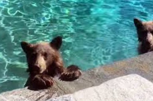 В США семья медведей устроила вечеринку в бассейне – ВИДЕО
