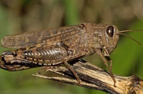 Azərbaycana çəyirtkə sürüsü hücum etdi - VİDEO