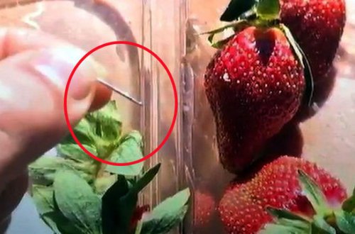 Meyvələrin içindən çıxan iynələr qorxu yaratdı - FOTO/VİDEO