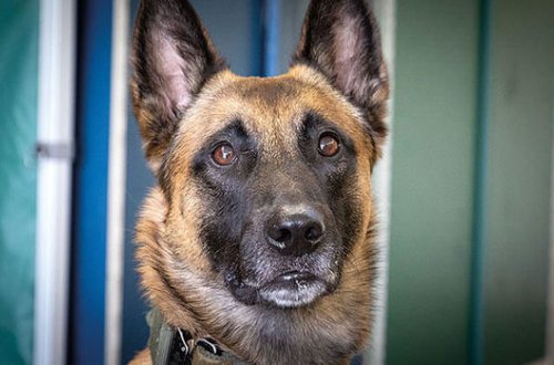 Almaniya ordusunda koronavirusu müəyyən edəcək itlər hazırlanır