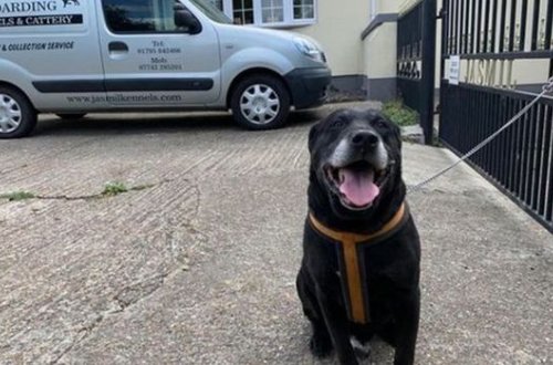 Хозяин бросил престарелого пса на улице и написал бездушную записку