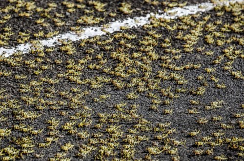 Azərbaycana çəyirtkə sürüsü hücum etdi - VİDEO