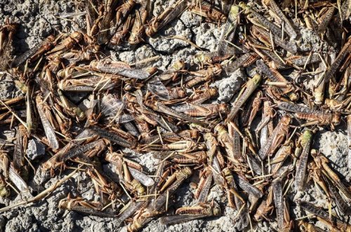 Çəyirtkələrin miqrasiyasının qarşısı alınır