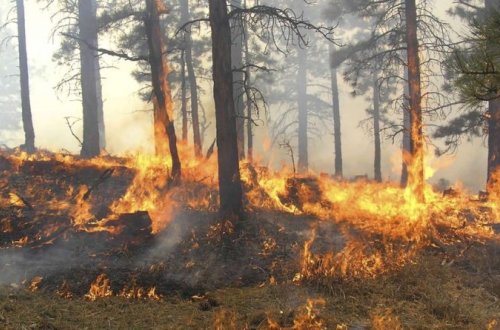 Ermənistan cəbhə xəttində növbəti təxribat törədib