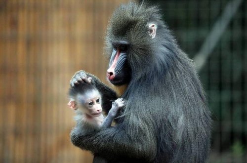 Məməlilərdə təkamül prosesi onların südünün tərkibinə görə araşdırılıb
