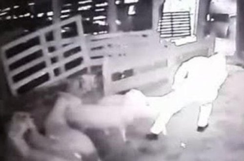 Qurbanlıq qoyunları sürüyə-sürüyə oğurladılar - ANBAAN VİDEO