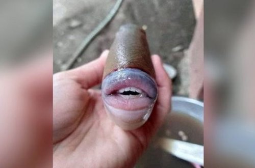 İnsan ağızlı balığın görüntüləri hər kəsi heyrətləndirdi - FOTO