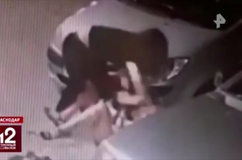 Yumurta oğurlayan qadınlar satıcını döydülər - VİDEO