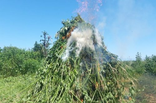 Zaqatalada iki tondan artıq narkotik vasitə məhv edildi