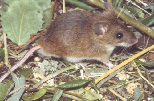 Koronavirusa yoluxan 92 min gəmirici məhv ediləcək