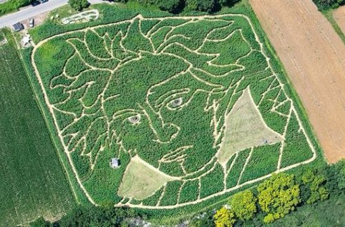 Günəbaxan tarlasında Bethovenin nəhəng portreti yaradıldı