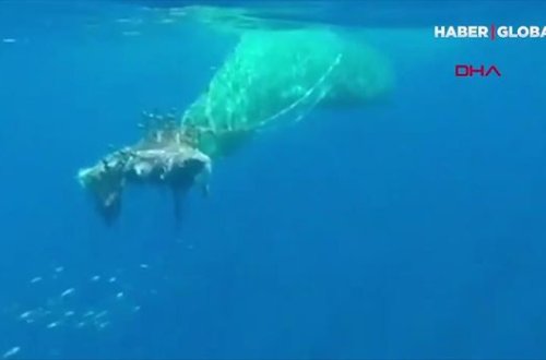 Nəhəng kaşalot balıq toruna düşdü - VİDEO