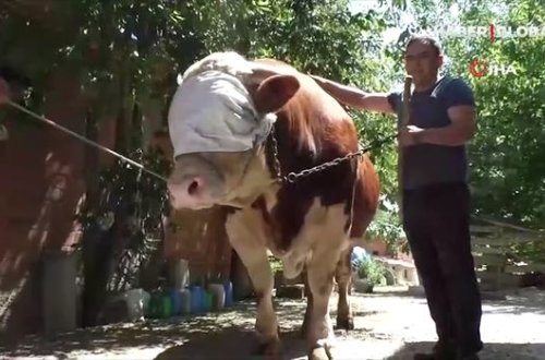 İki tonluq nəhəng buğa satışa çıxarıldı - VİDEO