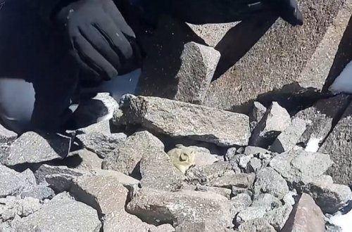 Ученые нашли хомяка в месте, считавшемся непригодным для жизни