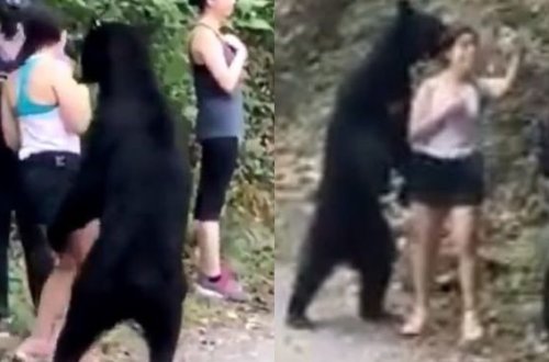 Ayı turistlərə yaxınlaşlıb onlarla selfi çəkdirdi… - VİDEO