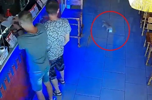 Bar sahibinin diplomatını açıb, oradan pul oğurlayan pişiyin görüntüləri maraqla qarşılandı - VİDEO