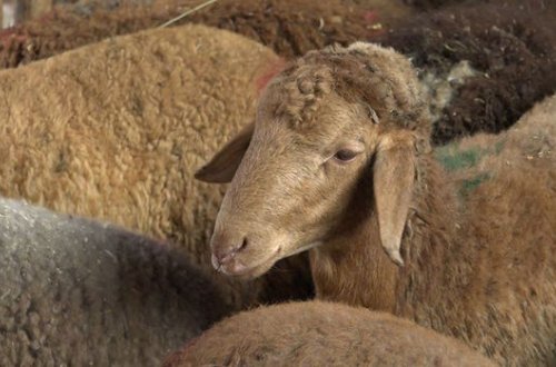 Bu il Qurban bayramı əvvəlki illərdən fərqli olacaq - VİDEO